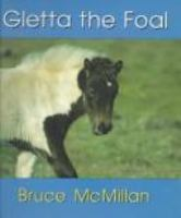 Gletta_the_foal
