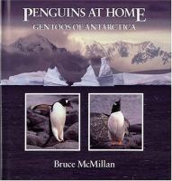 Penguins_at_home___Gentoos_of_Antarctica