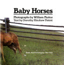 Baby_horses