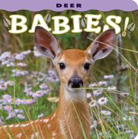 Deer_Babies_