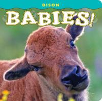 Bison_babies_