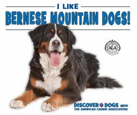 I_like_Bernese_mountain_dogs_