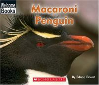 Macaroni_Penguin